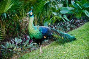 Peacock