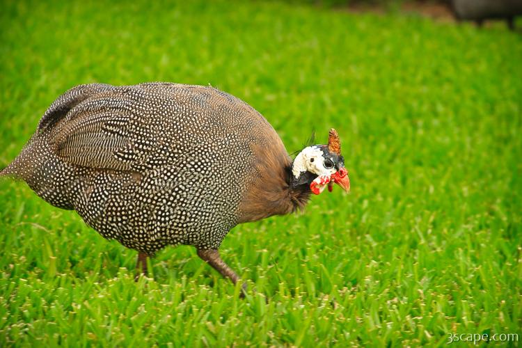 Turkey