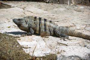 Iguana at Xel Ha