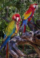 Parrots at Xel Ha