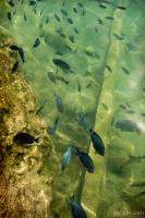School of Blue Tangs (Xel Ha)