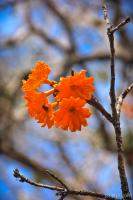 Orange flower