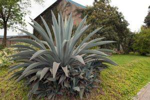 Previous: Huge cactus type plant in Arusha town