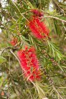 Bottlebrush Tree