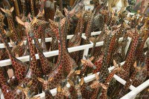 Next: Giraffes in a corral