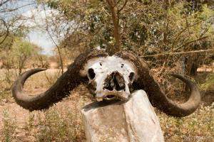 Previous: Buffalo skull