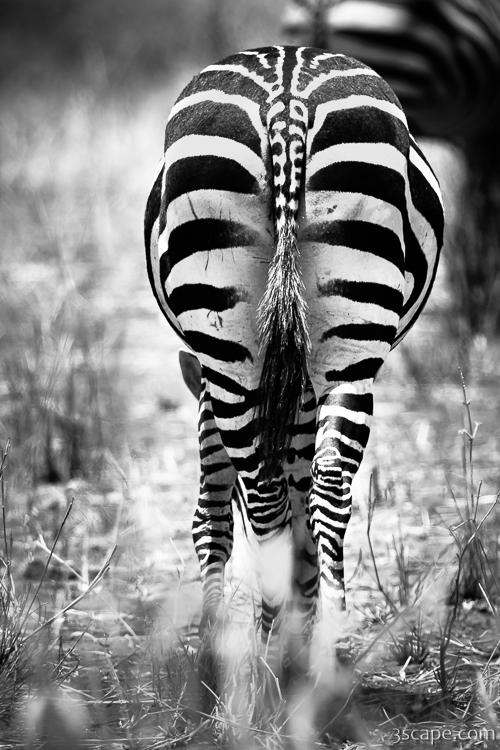 Zebra butt