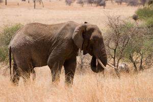 Next: African Elephant
