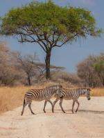 Zebras