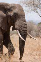 African Elephant