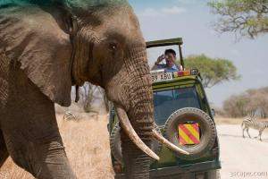 Why did the elephant cross the road?