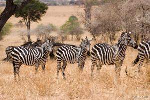 Group of zebras