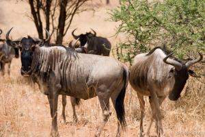 Wildebeests