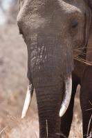 African Elephant