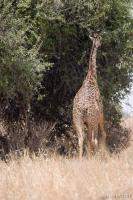 Previous: Giraffe munching on some leaves