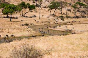 Small, winding Tarangire River
