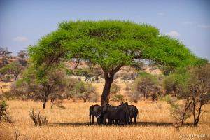 Next: Elephants in the cool shade of an Acacia tree