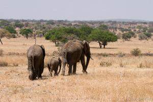 Elephants on parade