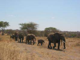 Elephants on parade