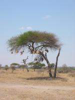 Bushy nests hanging from this tree