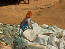 Colorful male Agama lizard perked up to look intimidating