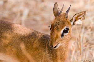 Tiny little Dik Dik (pronounced deek deek), is only about 2 feet tall