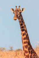 Don't let that small tongue decieve you - giraffe tongues are actually 18-20 inches long