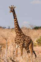 Masai Giraffe