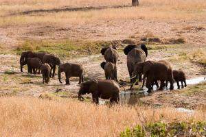 Elephants drinking what little water is left