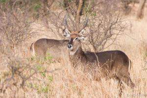 A pair of Waterbucks