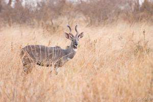 A very rare Kudu - our driver has not seen one of these in 10 years