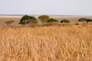 Tarangire landscape