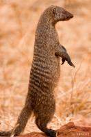This Banded Mongoose perked up when we drove near