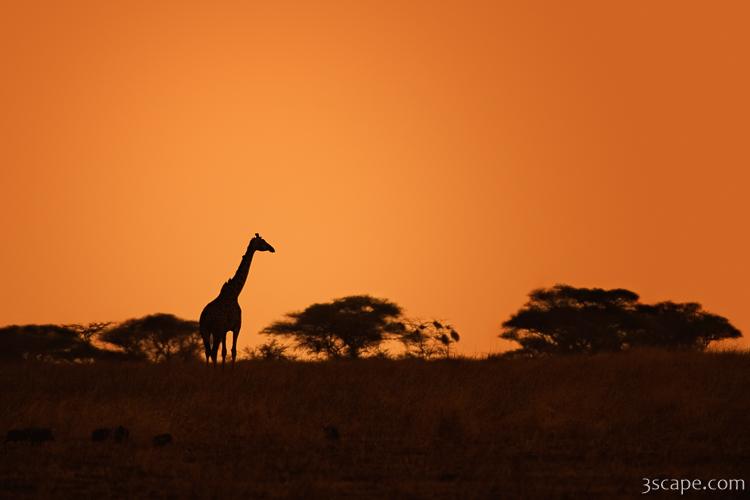Giraffe in the hazy sunset