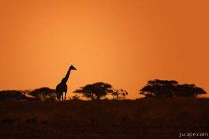 Giraffe in the hazy sunset