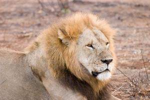 Lion (Simba in Kiswahili)