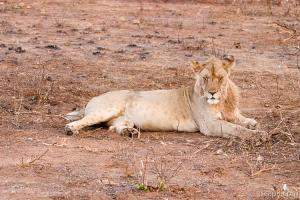 Young male lion