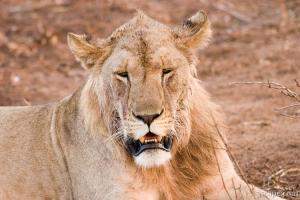 Young male lion