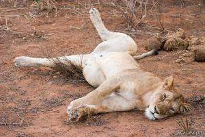 Lounging lion, just like my house cat