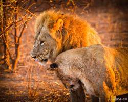 Mom and Dad lions cuddling