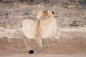 Lion butt