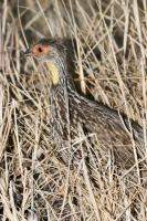 Yellow-necked Spurfowl