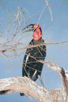 Southern Ground Hornbill