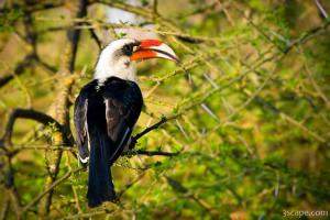 Previous: Male Von Der Decken's Hornbill