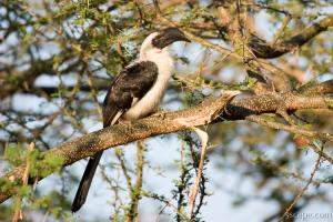 Female Von Der Decken's Hornbill