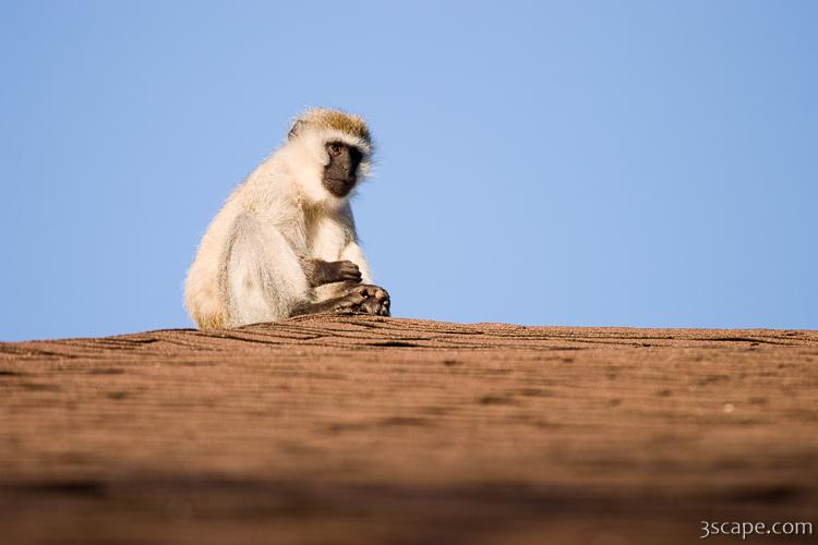 African Vervet Monkey