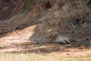 Lion resting in the shade