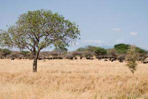 Herd of buffalo