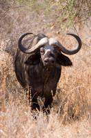 Cape Buffalo