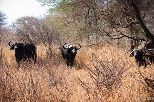 Few Cape Buffalo